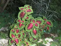 hpim9942.webp