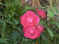 HPIM9943.webp