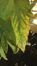 2013-08-05 12.24.35.webp