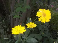 HPIM9944.webp