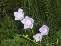 HPIM9945.webp