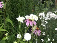 HPIM9947.webp