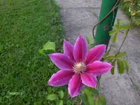 HPIM9948.webp