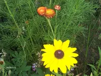 HPIM9949.webp