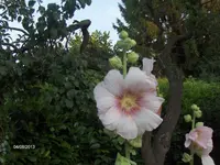 HPIM9950.webp