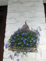 HPIM9955.webp