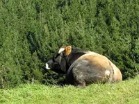 Copy of IMG_4595 v.webp