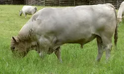 Copy of Tiere alt 268v.webp