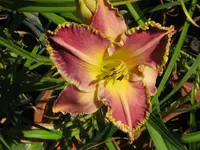light years away2_1024x768.webp