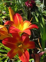 miracle4_576x768.webp