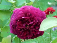 image.webp