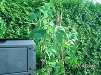 Stangenbohne.webp