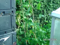 Stangenbohne (2).webp