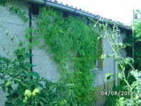 Inka Gurke.webp