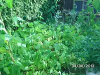 Bohnen.webp