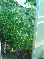 Tomate.webp