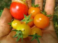 tomaten.webp