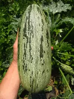 zucchini.webp