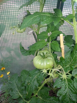 69.webp