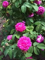 image.webp
