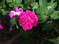 image.webp