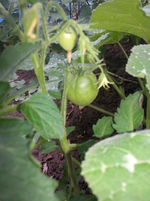 58.webp