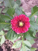 70.webp