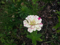 60.webp