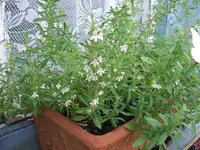 DSCF3791.webp
