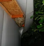 Nest.webp