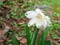 IMG_4363v.webp