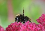 DSC_6549_Hummel_im_Regen.jpg