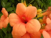SAM_1395.webp
