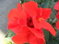 SAM_1399.webp