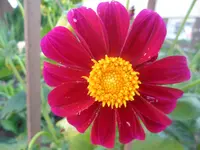 SAM_1417.webp