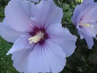 SAM_1419.webp