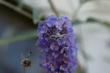 Juni 2013 024.webp