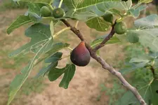 Juni 2013 171 - Kopie.webp