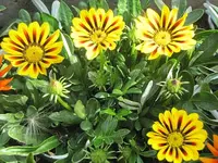 003.webp