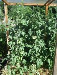 Tomaten 2013 046.jpg