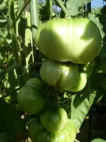 Tomaten 2013 047.webp