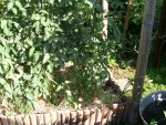 Tomaten 2013 048.jpg