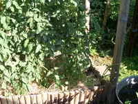 Tomaten 2013 048.webp
