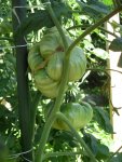 Tomaten 2013 049.jpg