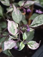 P7282261.webp