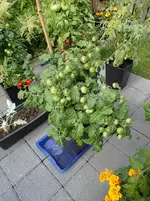 P7282266.webp