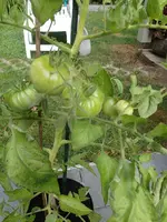 P7282273.webp
