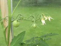 tomate-bolzano-f1-1.webp