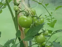 tomate-bolzano-f1-2.webp
