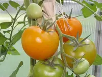 tomate-bolzano-f1-4.webp